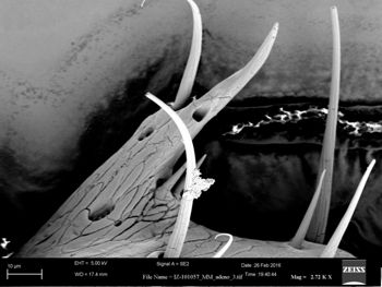 Media type: image;   Invertebrate Zoology 147385   shows cataloged_item 147385